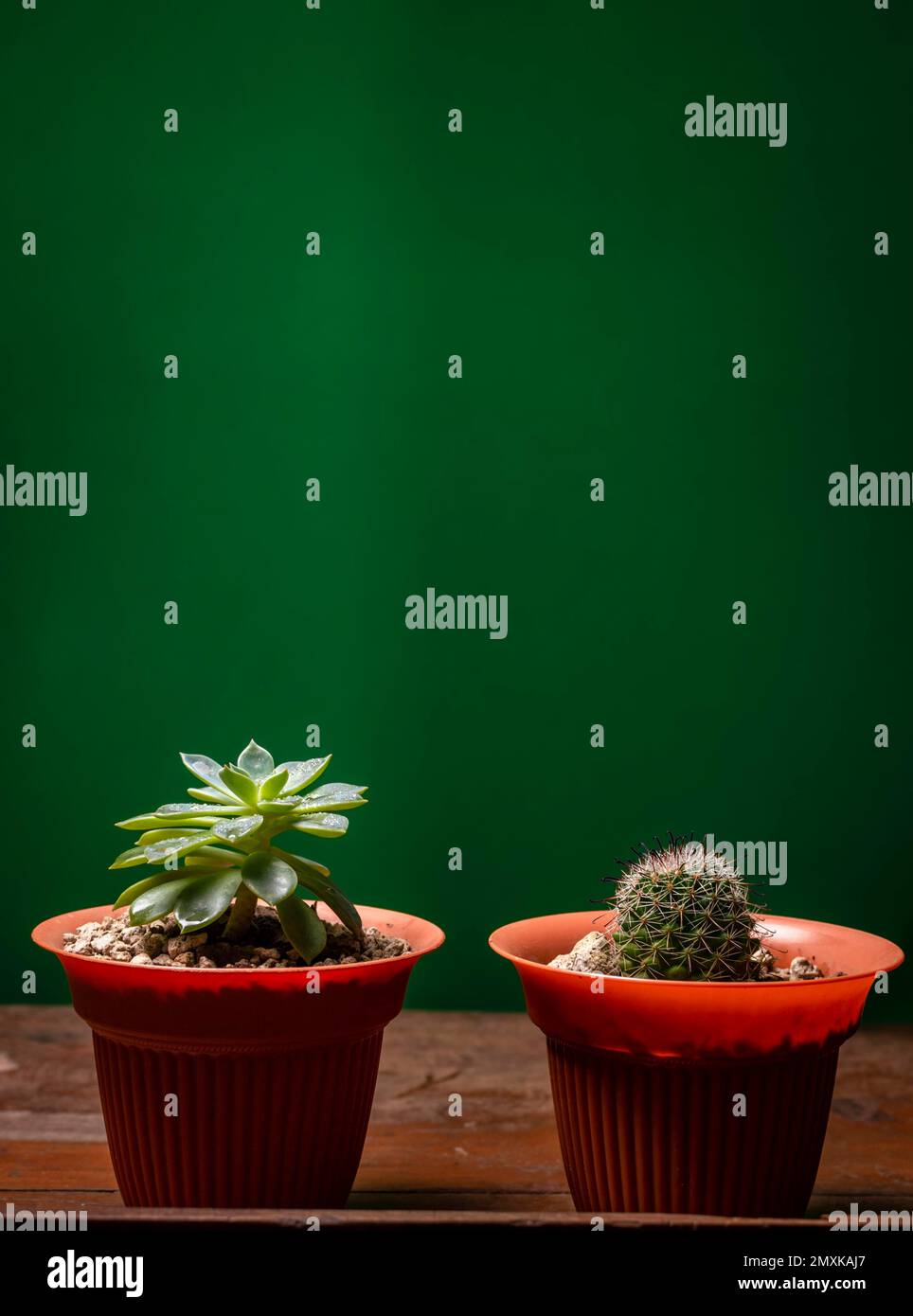 Deux cactus en pot sur fond vert, cactus naturels mignons isolés sur fond vert Managua, Nicaragua, Amérique centrale Banque D'Images