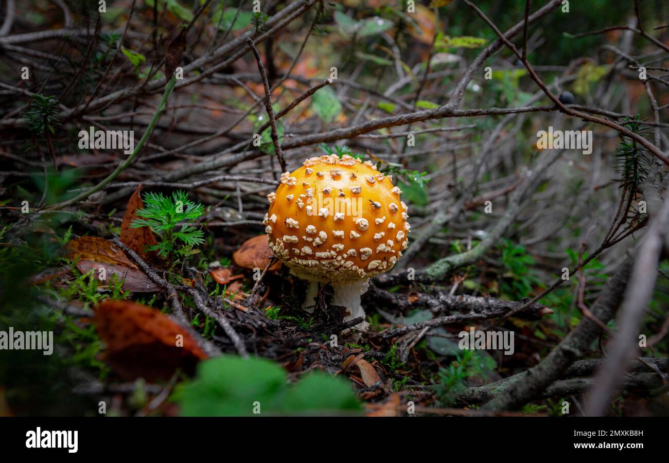 Mouche agaric (Amanita muscaria), sur le fond de la forêt, Canada, Amérique du Nord Banque D'Images