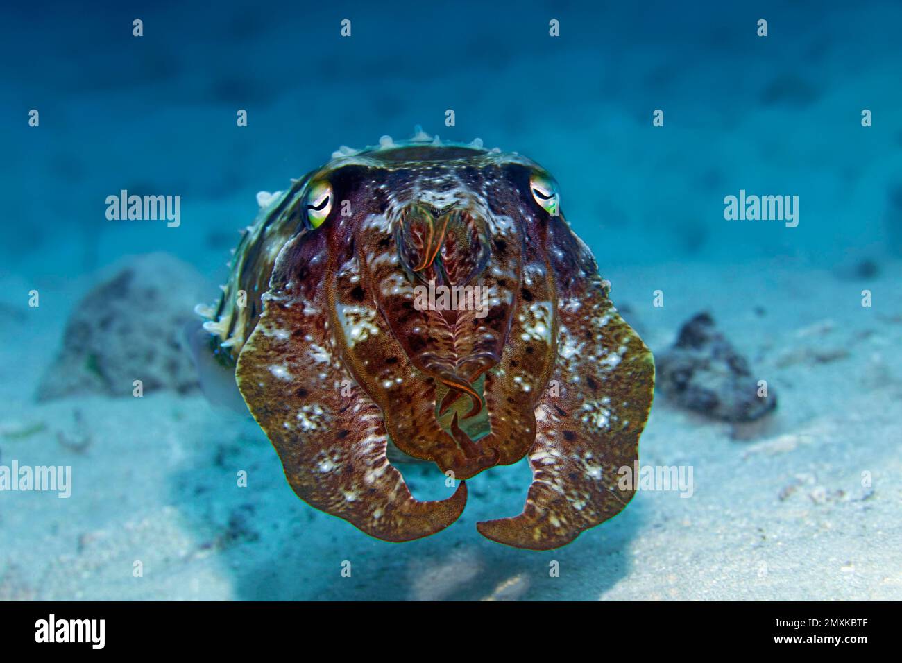 Seiche au grand club (Sepia latimanus), survolant le fond sablonneux, mer de Banda, océan Pacifique, Saparua, île, Moluccas, Indonésie, Asie Banque D'Images