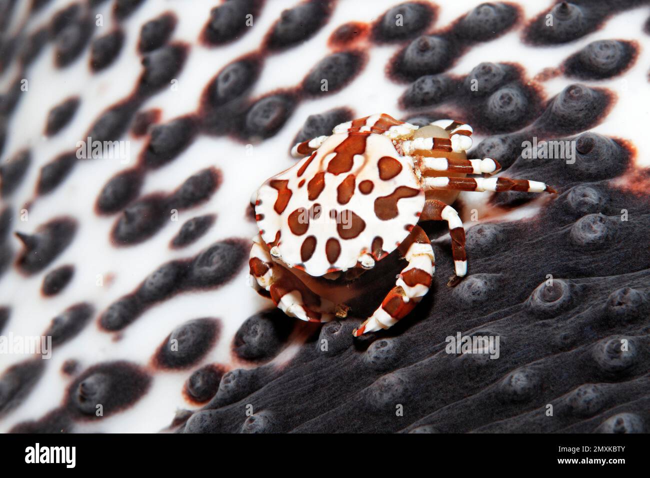 Crabe nageur d'Arlequin (Lissocarcinus laevis), avec œufs sur concombre de mer, mer de Banda, océan Pacifique, Saparua, île, Moluccas, Indonésie, Asie Banque D'Images