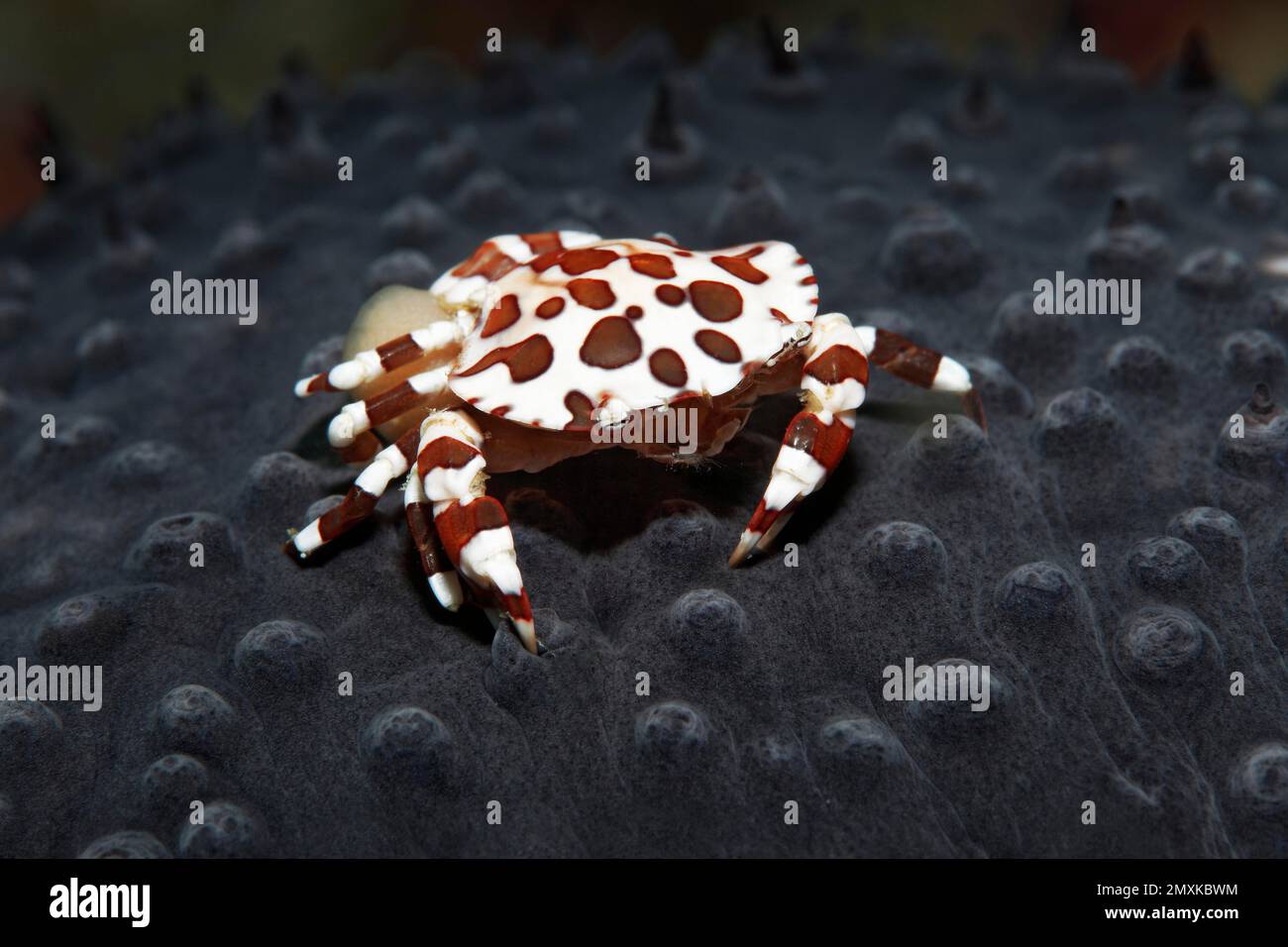 Crabe nageur d'Arlequin (Lissocarcinus laevis), avec œufs sur concombre de mer, mer de Banda, océan Pacifique, Saparua, île, Moluccas, Indonésie, Asie Banque D'Images