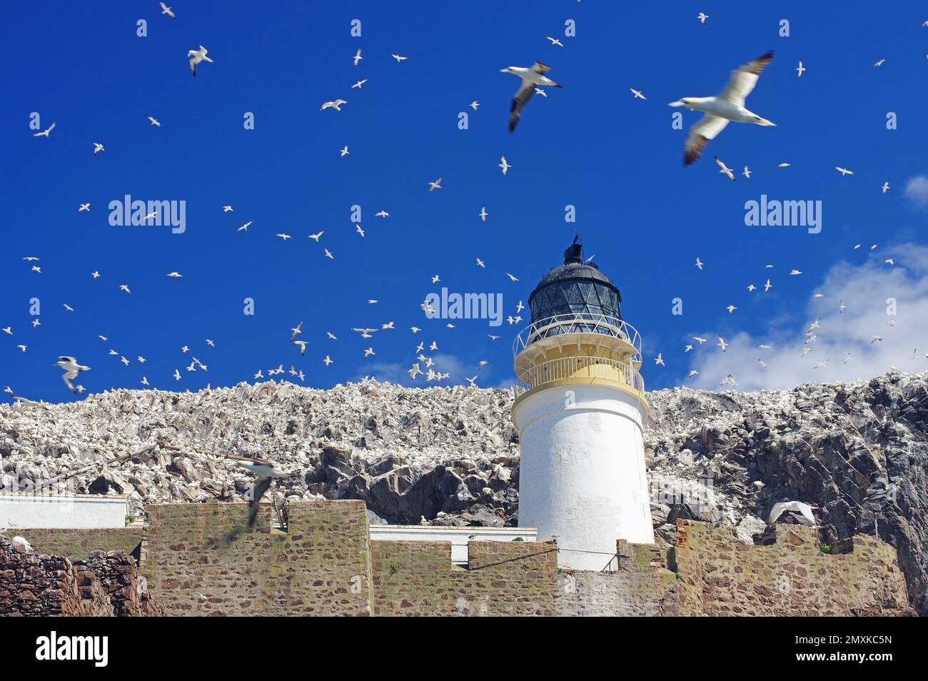 Phare, murs et falaises, ciel bleu avec d'innombrables oiseaux, gantets Bass Rock, North Berwick, Écosse, Grande-Bretagne Banque D'Images