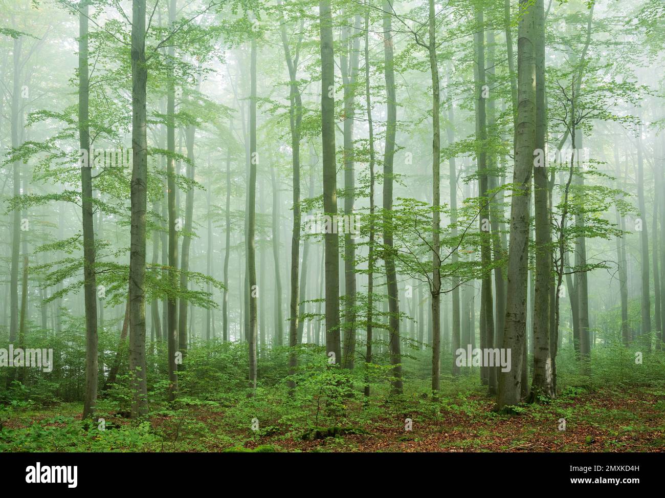 Forêt de hêtres anciens et proche de la nature avec brume matinale, chaîne de montagnes Hohe Schrecke, Thuringe, Allemagne, Europe Banque D'Images