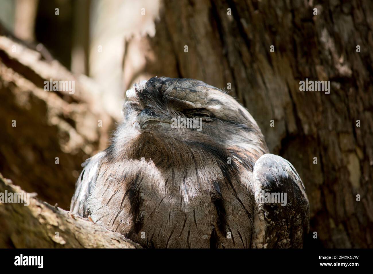 le plumage tawny à la grenouille est gris, blanc, noir et rufous tacheté – les motifs de plumes les aident à imiter les branches mortes des arbres. Leurs plumes sont ainsi Banque D'Images