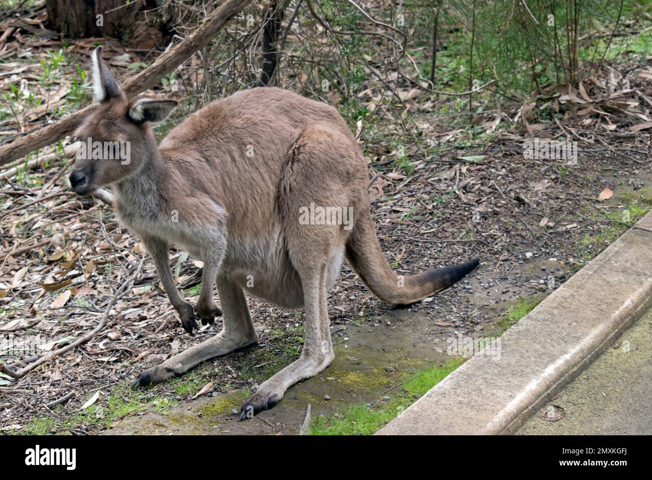 le kangourou gris occidental est à la recherche de nourriture Banque D'Images