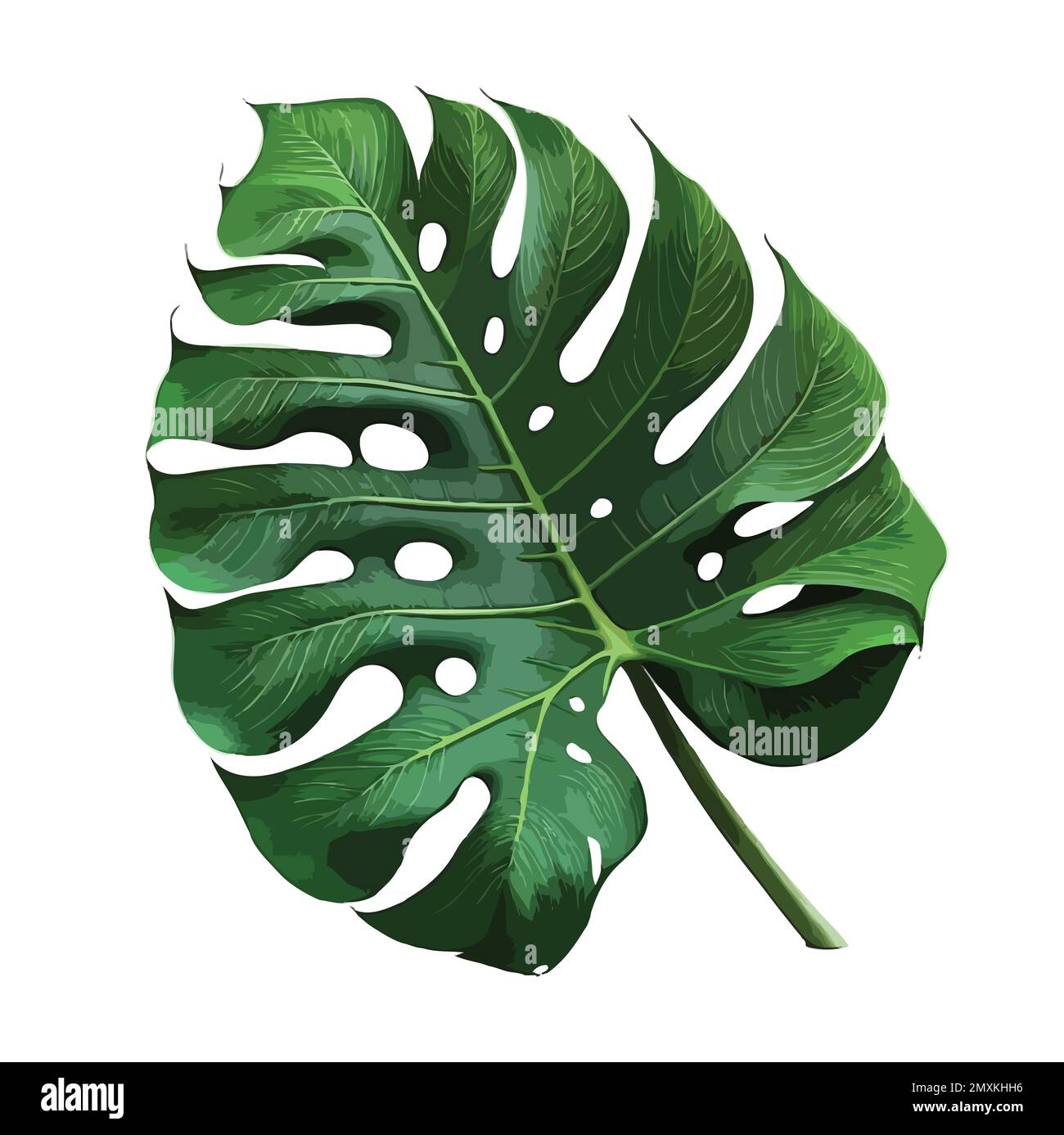 Feuilles de Monstera feuilles avec IsolateMonstera feuilles avec isolat sur fond blanc feuilles sur blanc Banque D'Images
