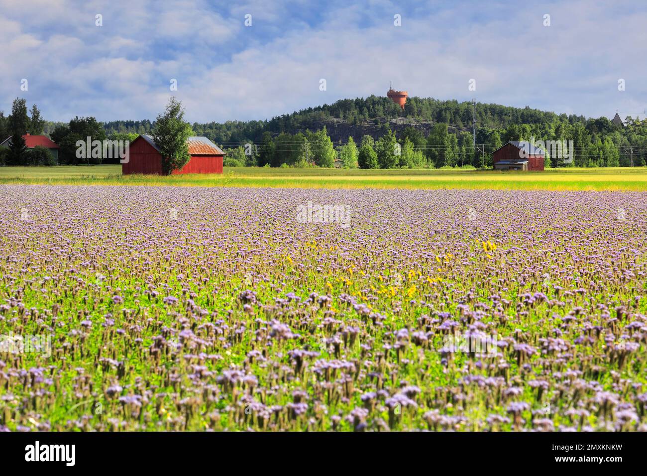 Champ de Lacy phacelia, Phacelia tanacetifolia à Halikko, Finlande avec des granges et une tour d'eau. Lacy Phacelia est souvent utilisé comme plante d'abeille ou de couverture cro Banque D'Images
