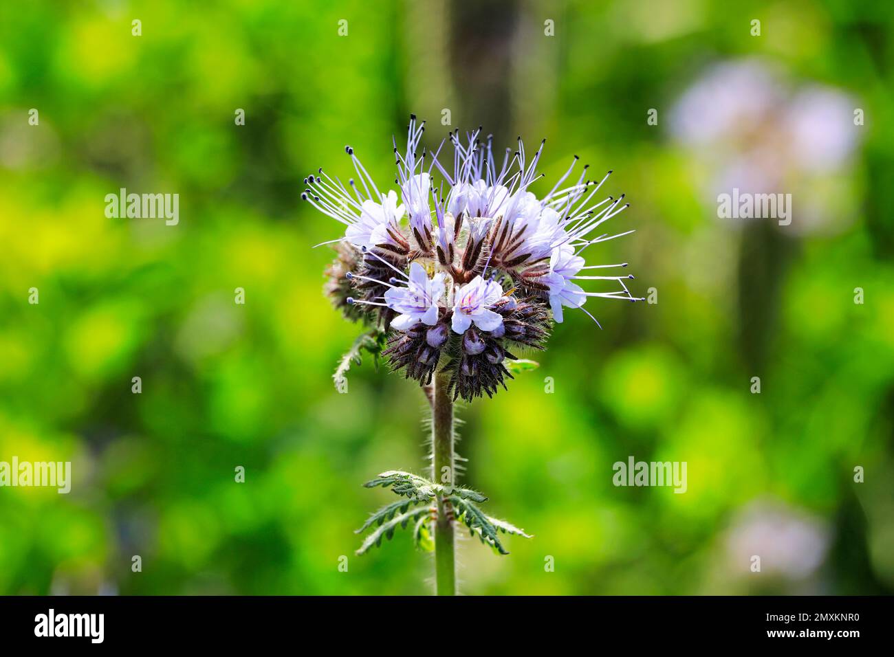 Floraison Lacy phacelia, Phacelia tanacetifolia, souvent utilisé comme plante d'abeille ou de couverture en culture dans le champ en été. Arrière-plan bokeh. Banque D'Images