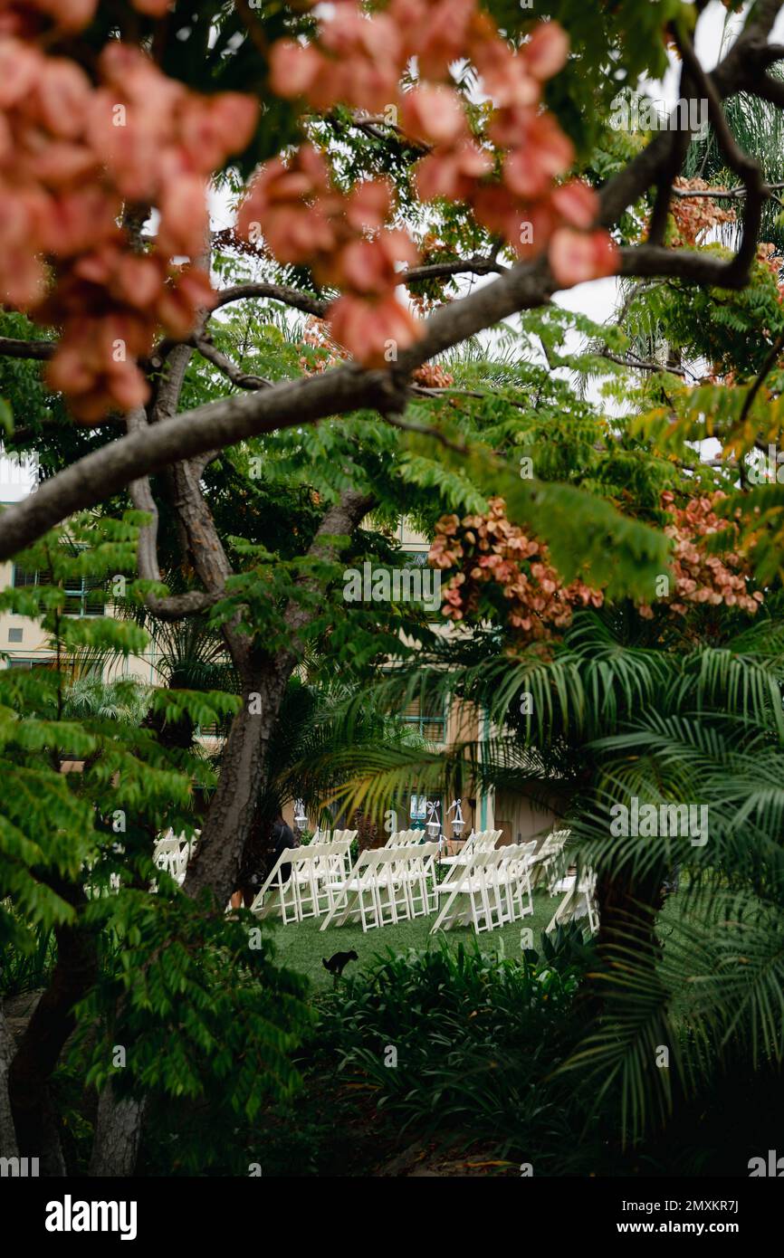 Flamme chinoise - fleurs d'orange sur feuilles vertes. Gros plan sur le pont de jardin japonais et les plantes. Banque D'Images