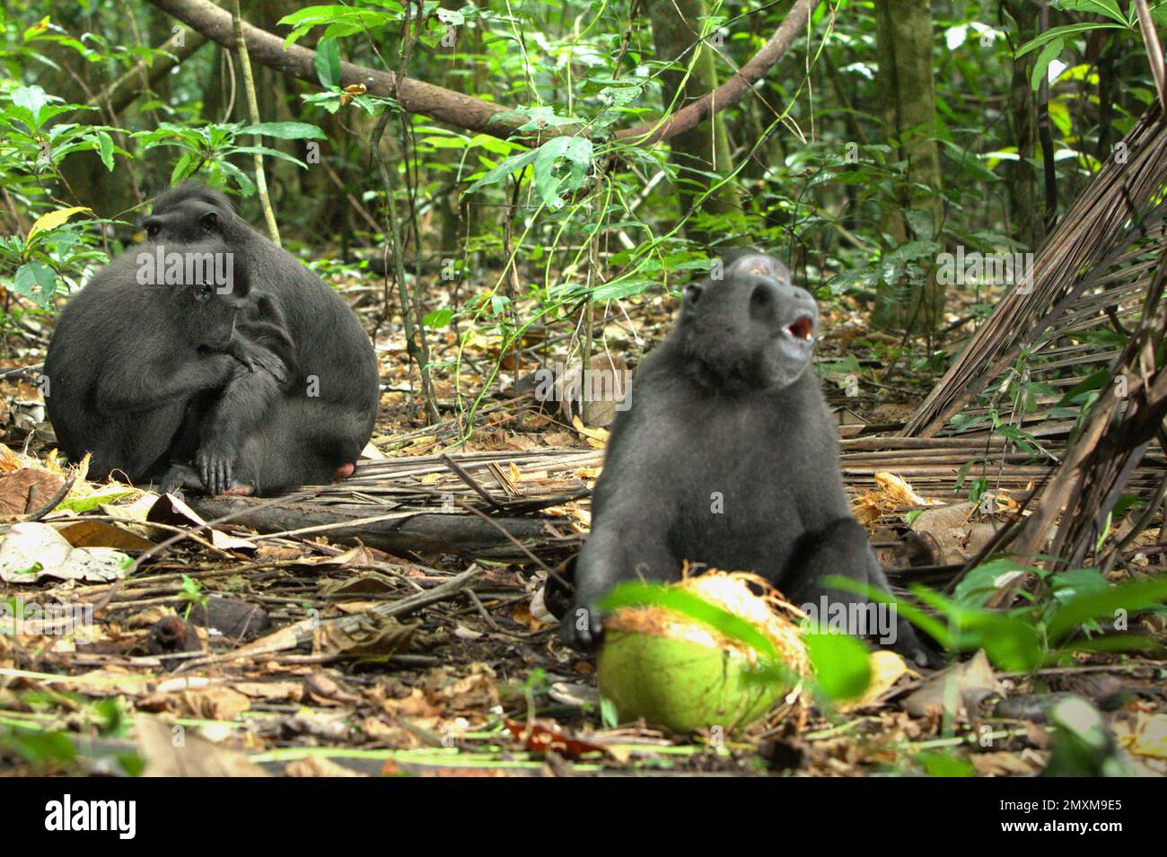 Un macaque Sulawesi à craché noir (Macaca nigra) est en cours d'activité sociale, photographié au premier plan d'un autre individu assis devant un fruit de coco dans la forêt de Tangkoko, au nord de Sulawesi, en Indonésie. Depuis au moins 1997, les scientifiques examinent les impacts possibles du changement climatique sur les primates du monde, avec des résultats qu'il modifie de façon ostensio-active leurs comportements, activités, cycles de reproduction et disponibilité alimentaire. Un rapport d'une équipe de scientifiques dirigée par Sitti Aisyah May Wulandari l'année dernière (2022) suggère que, dans les macaques à crête de Sulawesi, des 'changements liés à Banque D'Images