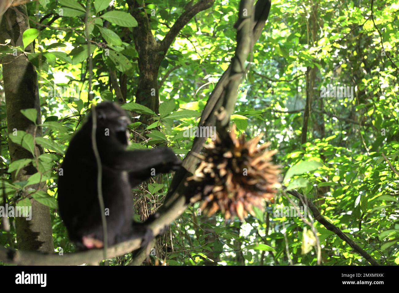 Végétation de la forêt tropicale des basses terres au premier plan d'un macaque à cragoût noir (Macaca nigra) qui se nourrit de fruits de liana dans la réserve naturelle de Tangkoko, au nord de Sulawesi, en Indonésie. Environ 71 % des primates du monde entier se déplacent dans les terres des peuples autochtones, selon un dernier rapport d'une équipe de scientifiques dirigée par Alejandro Estrada (Institut de biologie, Université nationale autonome du Mexique). Le fait a ajouté un facteur aux défis de la conservation, puisque « la chasse aux primates a été essentielle à la souveraineté alimentaire des peuples autochtones depuis des milliers d'années », selon. Banque D'Images