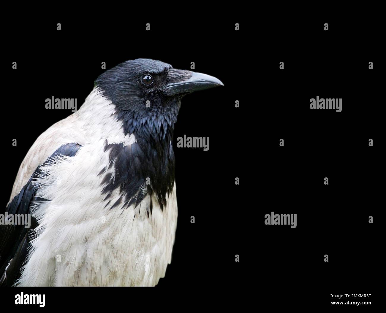 Corbeau noir et gris Banque de photographies et d’images à haute — free download