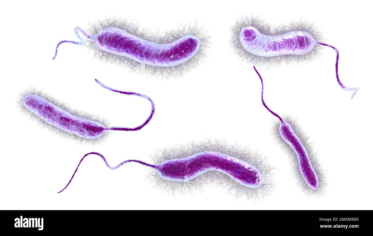 Vibrio mimicus bactéries, illustration Banque D'Images