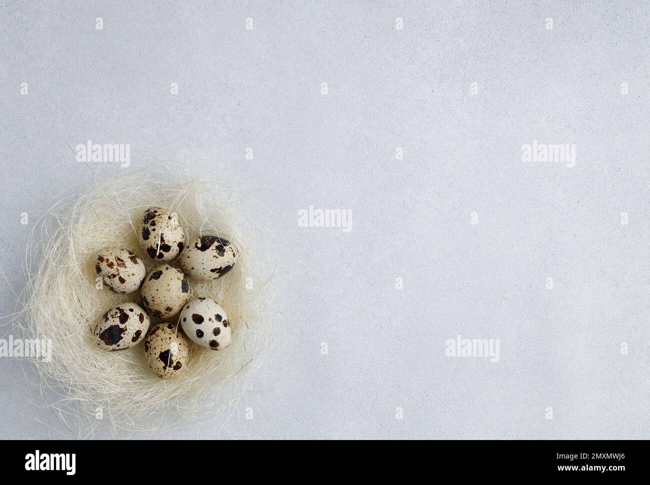 Caille les œufs dans le nid sur fond gris clair. Concept de Pâques. Produits agricoles naturels et biologiques. Vue de dessus. Copier l'espace. Placer pour le texte. Banque D'Images