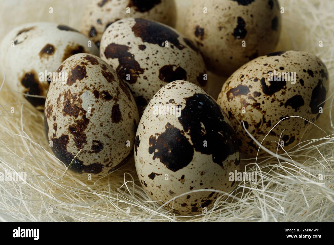 Caille les œufs dans le nid sur fond gris clair. Concept de Pâques. Produits agricoles naturels et biologiques. Gros plan Banque D'Images