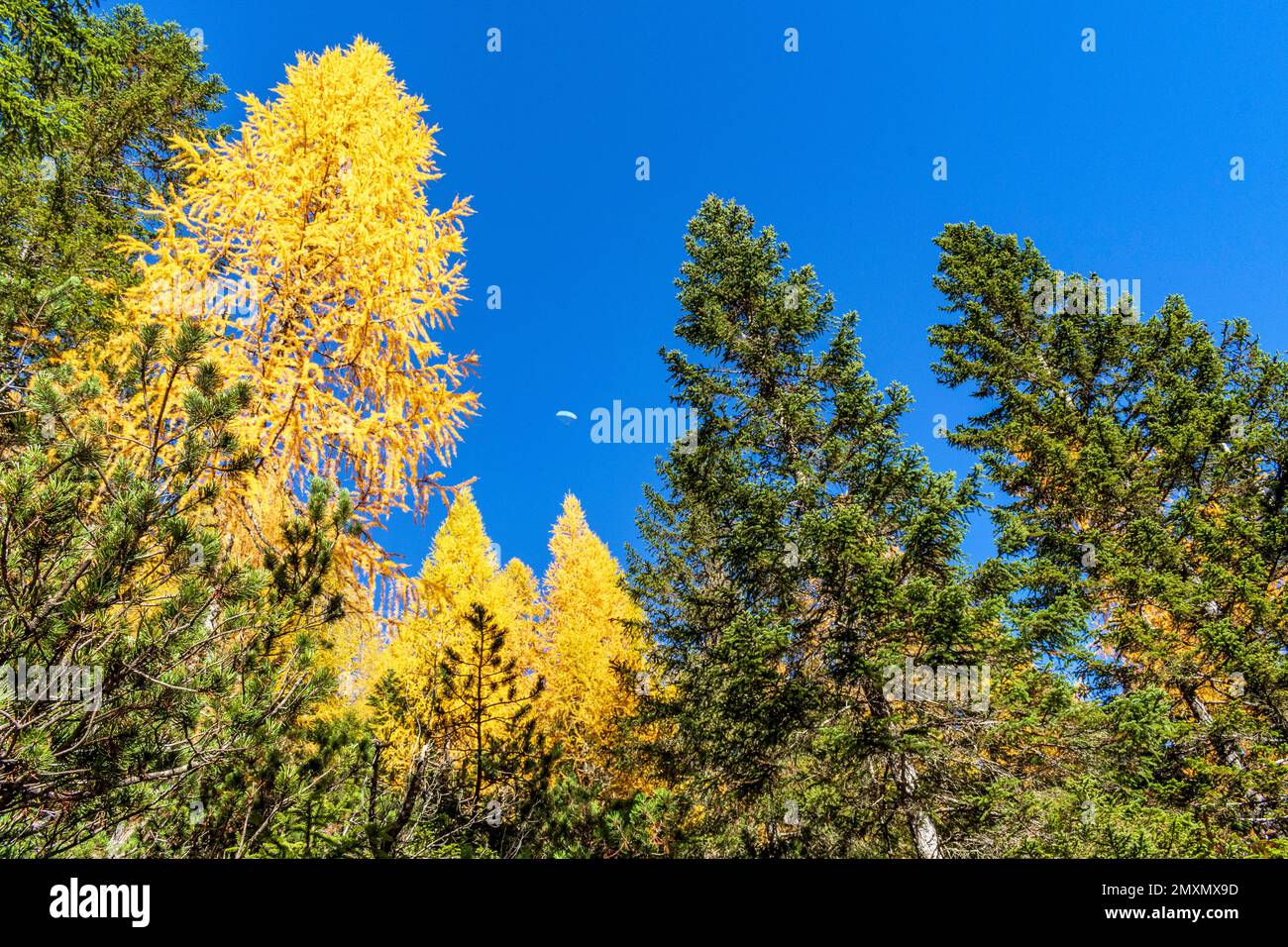 Lac Braies dans les Dolomites. Beaux sentiers forestiers en arrière-plan, Sudtirol, Italie. Couleurs incroyables des larches dans les bois. Banque D'Images
