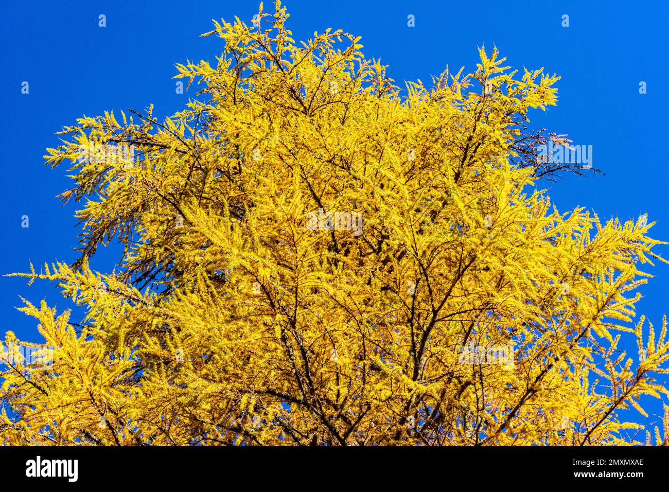 Lac Braies dans les Dolomites. Beaux sentiers forestiers en arrière-plan, Sudtirol, Italie. Couleurs incroyables des larches dans les bois. Banque D'Images
