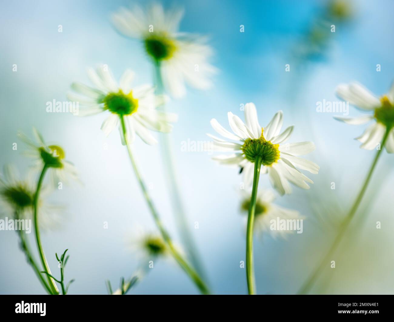 Fleurs de camomille sauvages sur la prairie d'été Banque D'Images