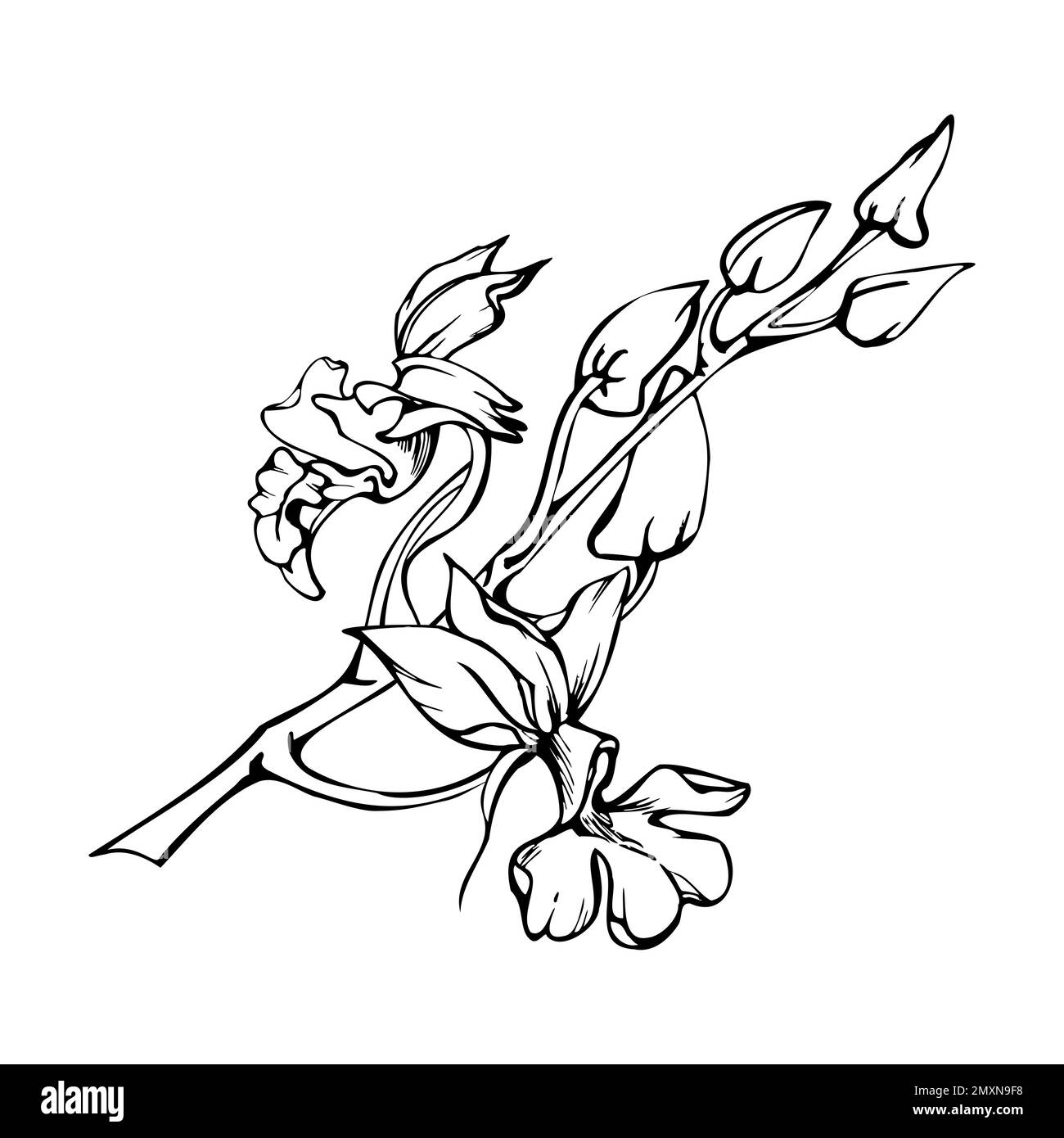 Fleurs, tiges, feuilles, monochrome, contour détaillé d'orchidées à encre vectorielle dessinées à la main. Composition avec branches. Isolé sur fond blanc. Conception pour Illustration de Vecteur