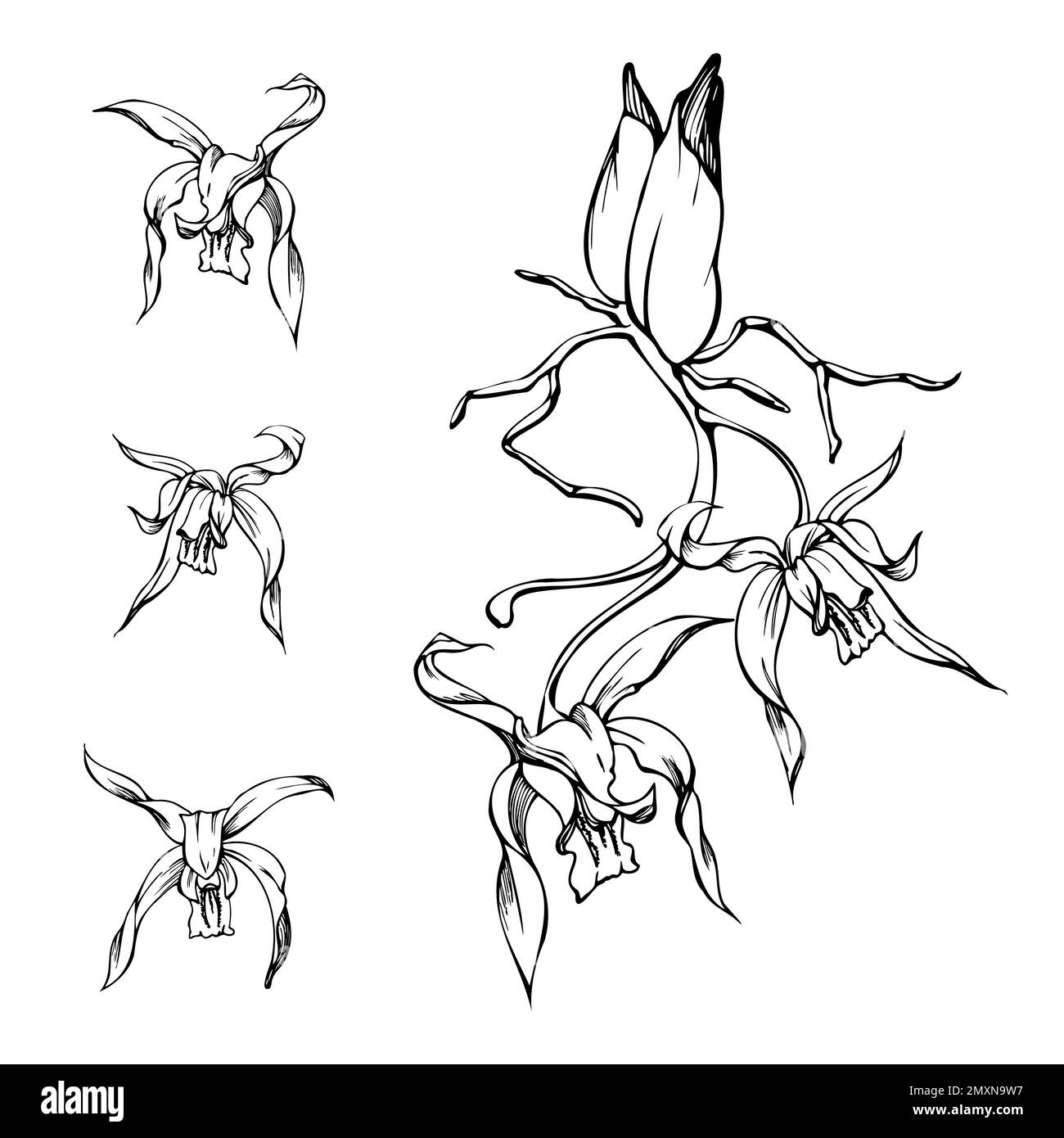 Fleurs, tiges, feuilles, monochrome, contour détaillé d'orchidées à encre vectorielle dessinées à la main. Composition avec branches. Isolé sur fond blanc. Conception pour Illustration de Vecteur
