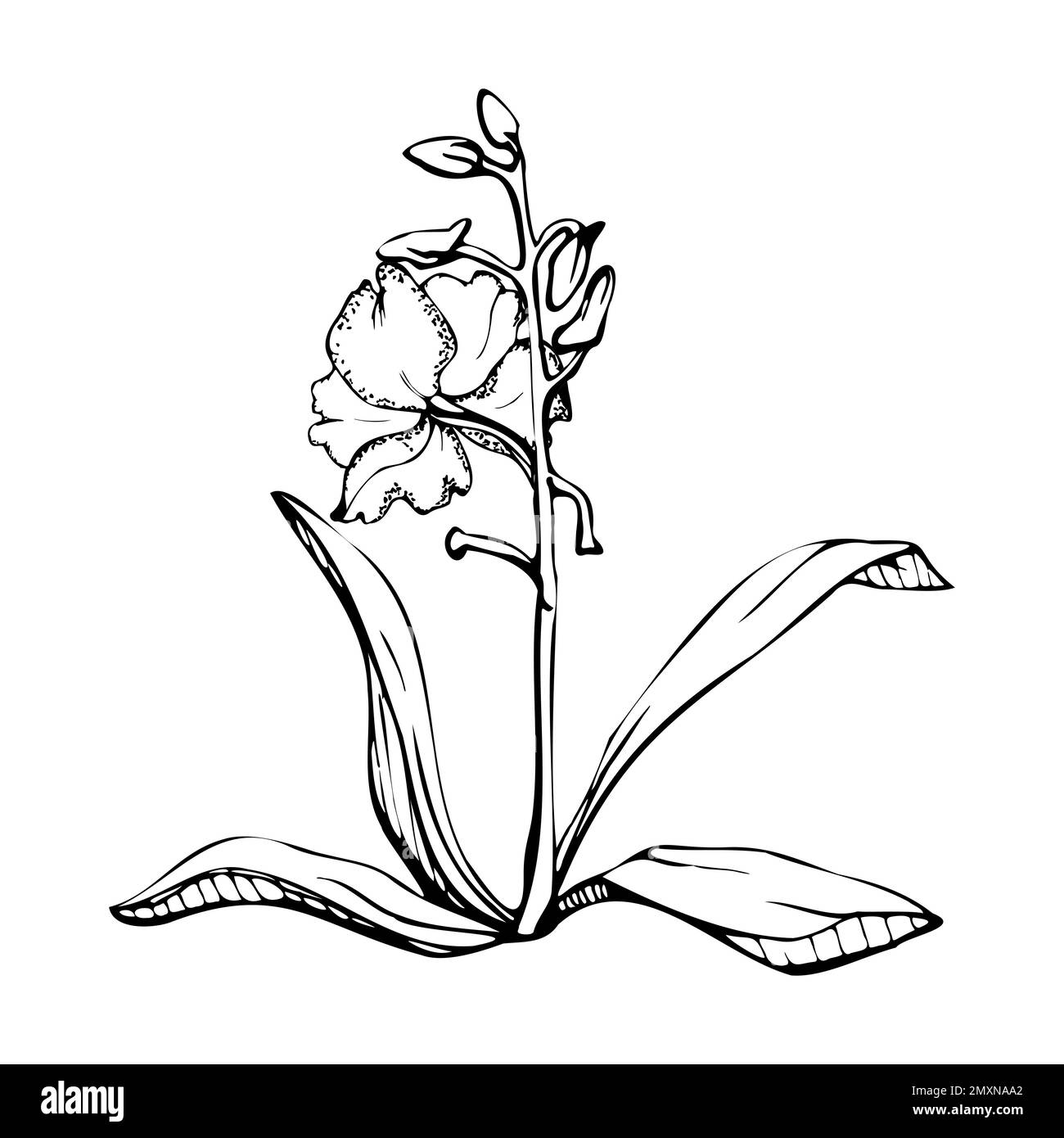 Fleurs, tiges, feuilles, monochrome, contour détaillé d'orchidées à encre vectorielle dessinées à la main. Composition avec branches. Isolé sur fond blanc. Conception pour Illustration de Vecteur