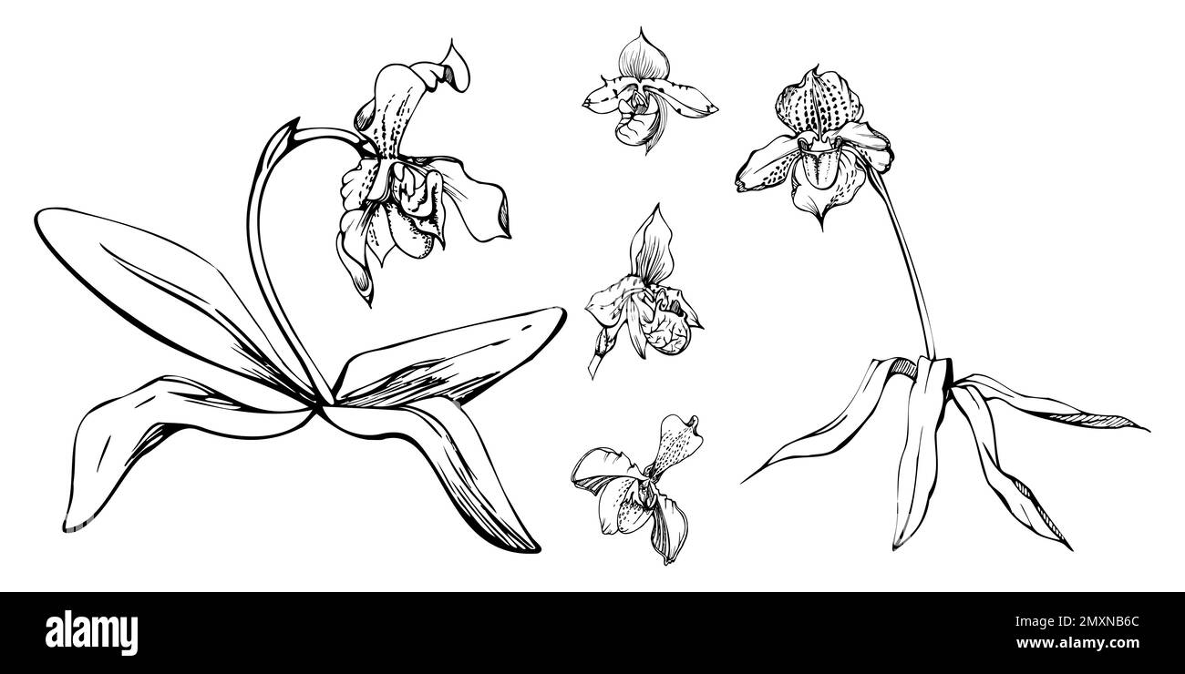 Fleurs, tiges, feuilles, monochrome, contour détaillé d'orchidées à encre vectorielle dessinées à la main. Composition avec branches. Isolé sur fond blanc. Conception pour Illustration de Vecteur