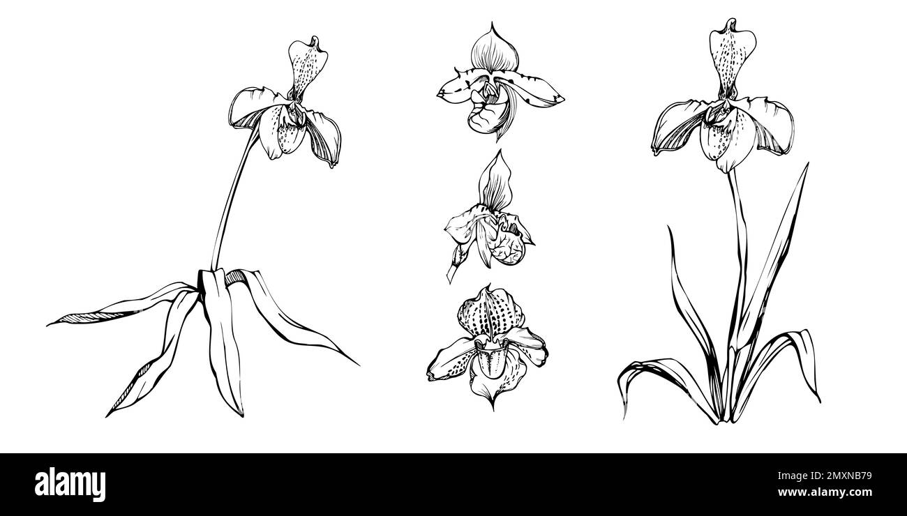 Fleurs, tiges, feuilles, monochrome, contour détaillé d'orchidées à encre vectorielle dessinées à la main. Composition avec branches. Isolé sur fond blanc. Conception pour Illustration de Vecteur