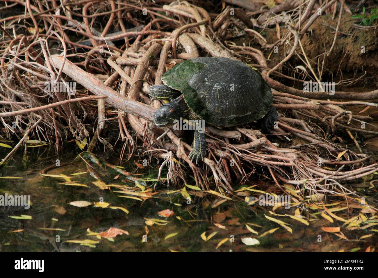 Un gros plan d'une tortue verte (Testudines) assise sur les racines des arbres au bord d'un étang Banque D'Images