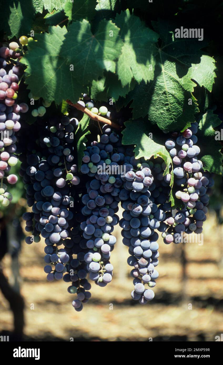 Italie, Sicile, raisins mûrs sur les vignes près de Marsala, célèbre pour ses vins de qualité supérieure. Banque D'Images