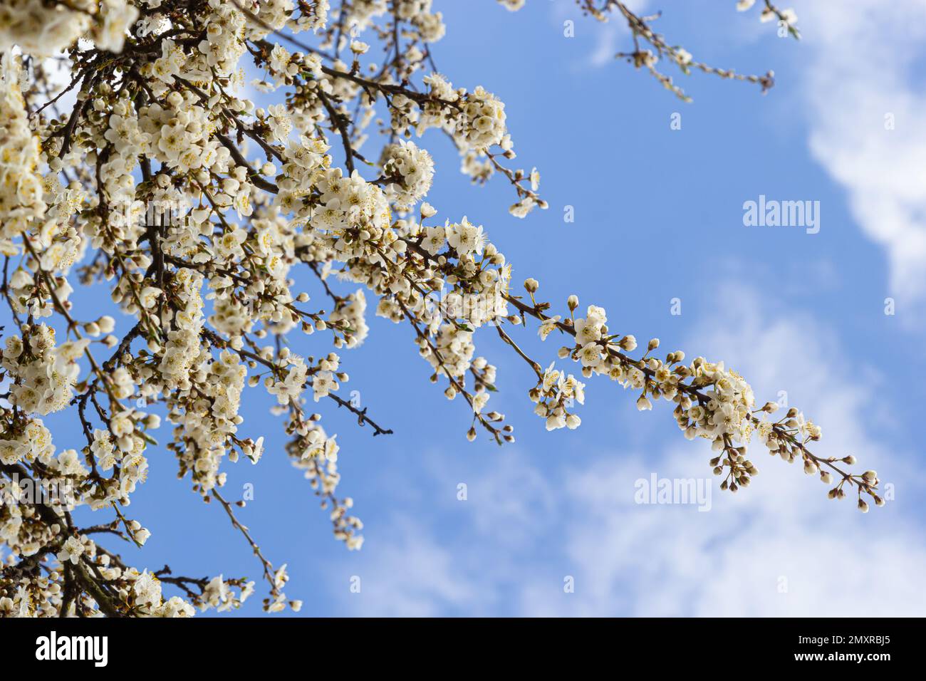 Des fleurs de pruniers blanches sauvages se rapprochent dans une forêt lors d'une journée de printemps ensoleillée. Espèce Prunus cerasifera aka Cherry prune ou myrobalan prune. Banque D'Images