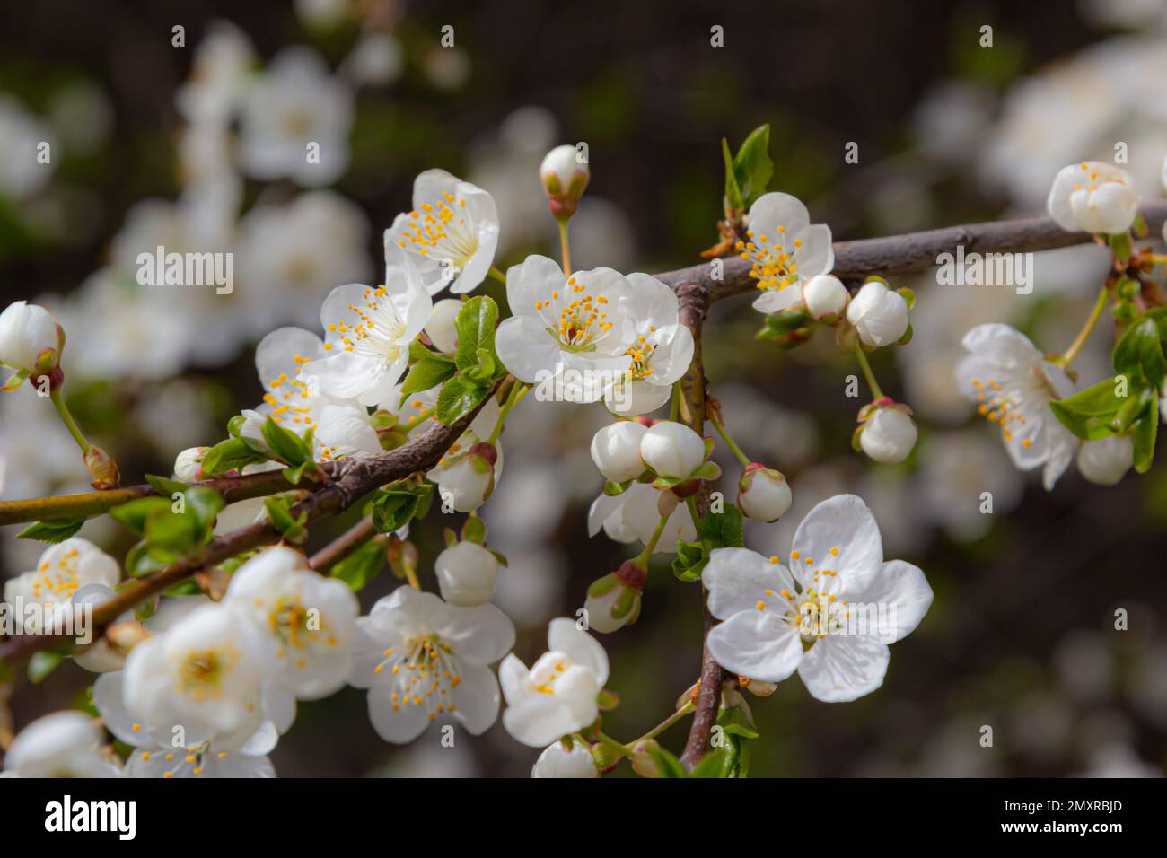 Prunus cerasifera fleur de prunier blanc. Fleurs blanches de Prunus cerasifera. Banque D'Images