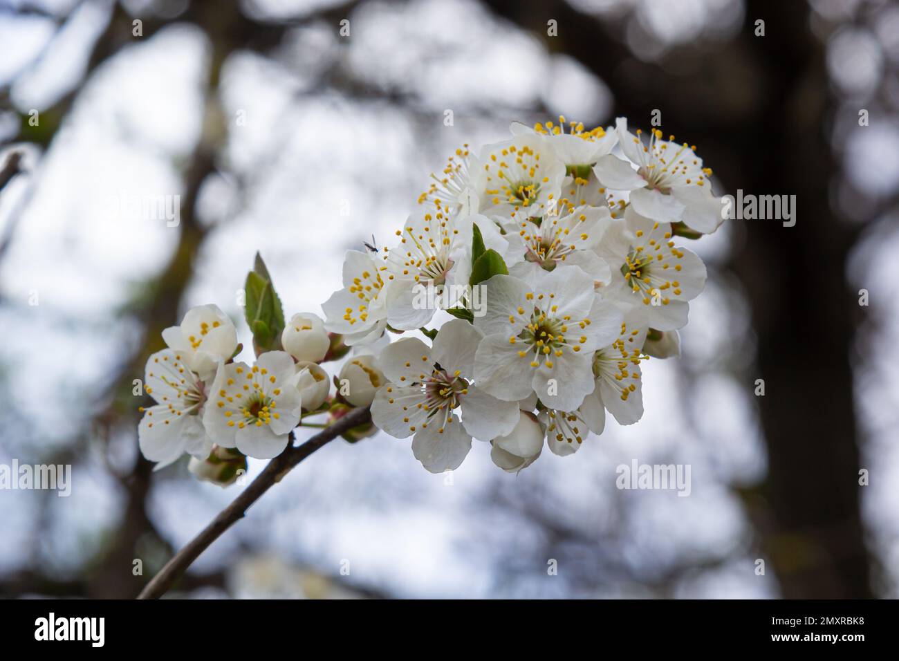 Prunus cerasifera fleur de prunier blanc. Fleurs blanches de Prunus cerasifera. Banque D'Images