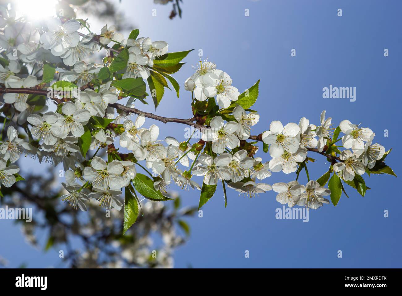 Cerisier fleuri dans le jardin de printemps. Gros plan de fleurs blanches sur un arbre. Arrière-plan du ressort. Banque D'Images