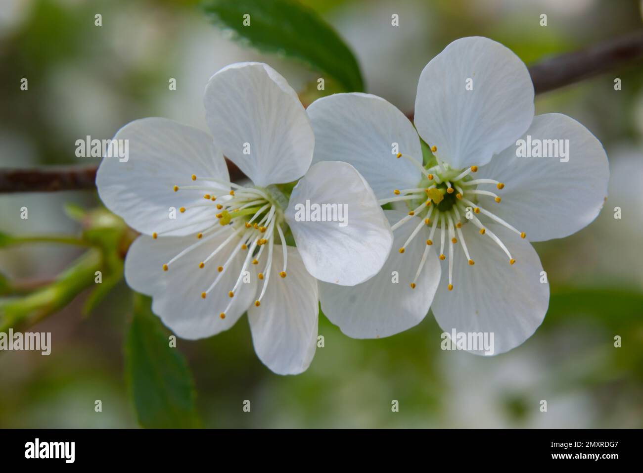 Cerisier fleuri dans le jardin de printemps. Gros plan de fleurs blanches sur un arbre. Arrière-plan du ressort. Banque D'Images