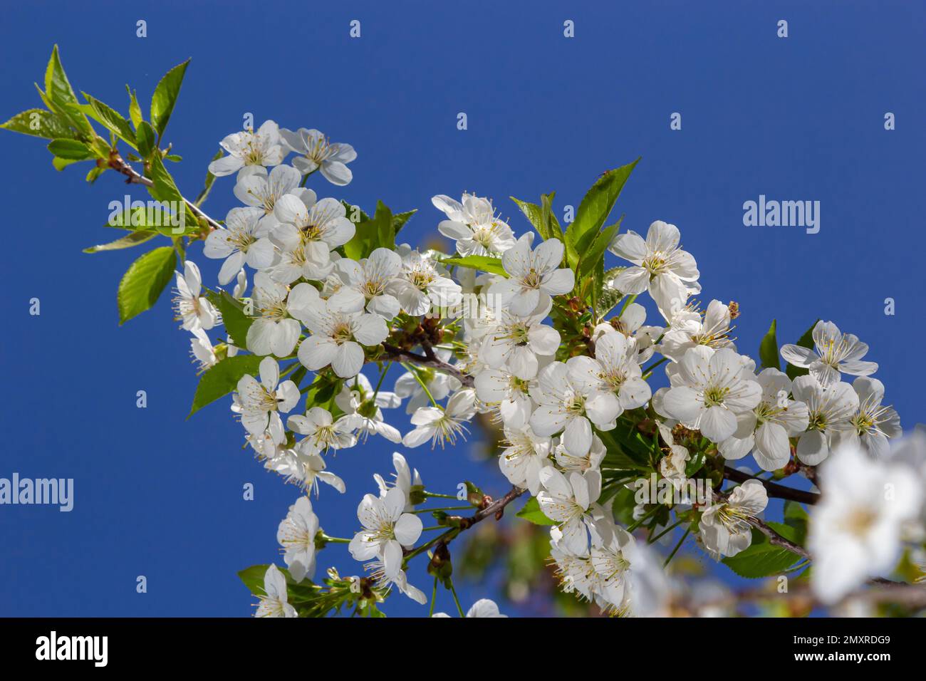 Cerisier fleuri dans le jardin de printemps. Gros plan de fleurs blanches sur un arbre. Arrière-plan du ressort. Banque D'Images
