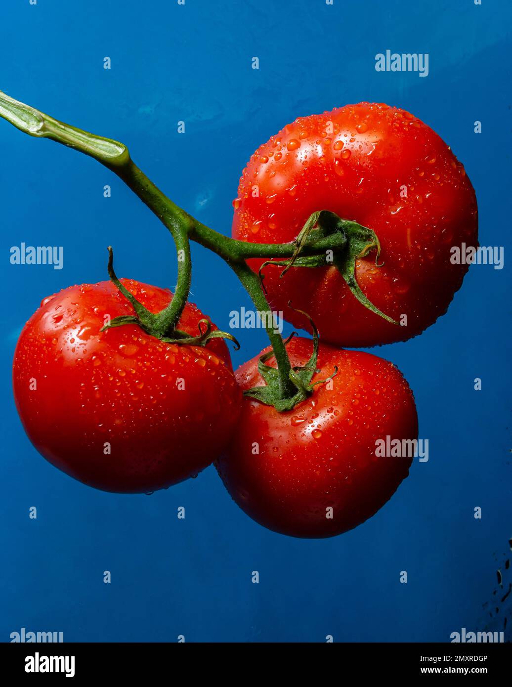 Tomates rouges avec gouttes d'eau sur fond bleu. Banque D'Images