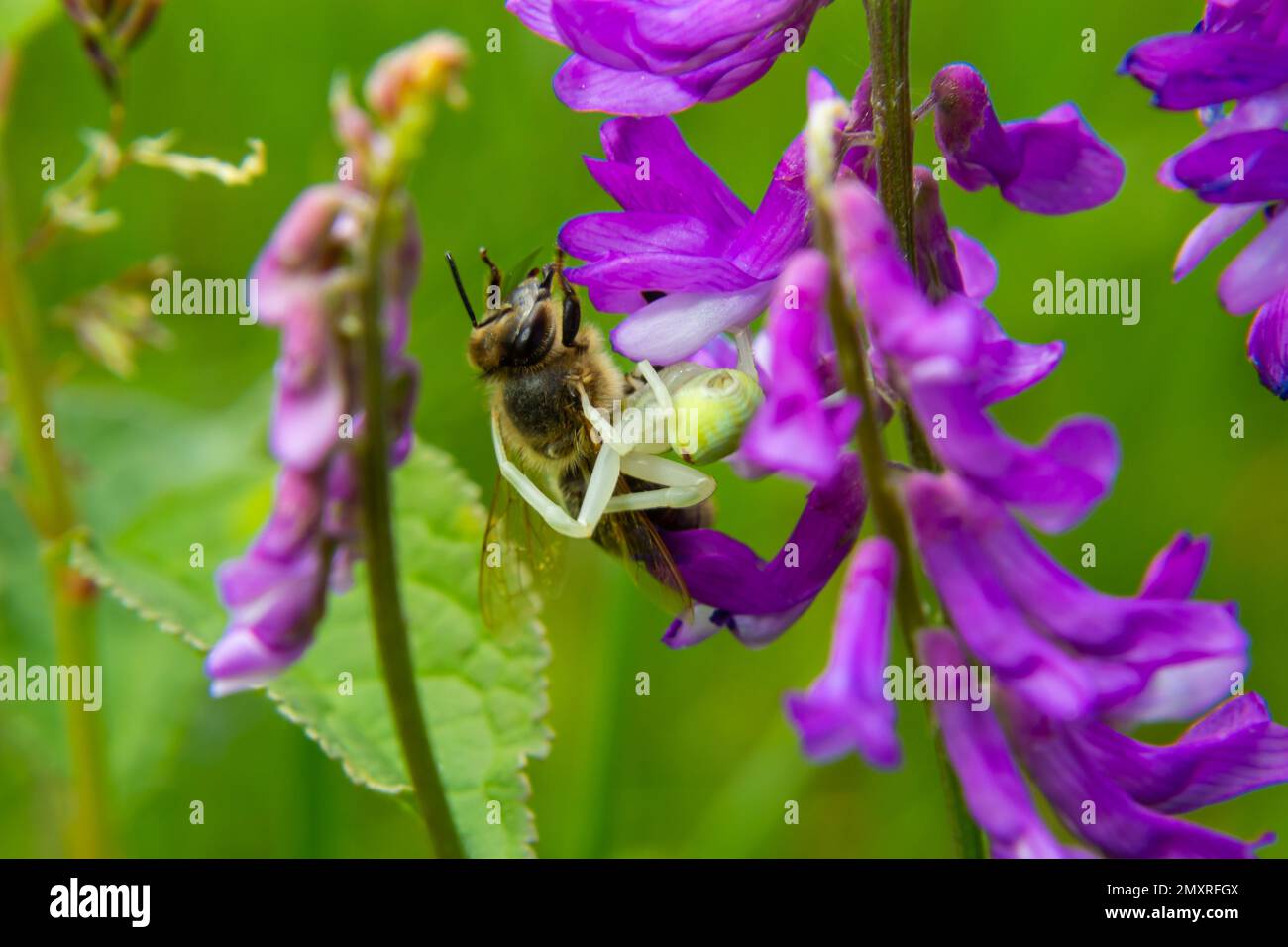 Photo macro d'une araignée de crabe à fleurs Misumena vatia, qui peut changer sa couleur en fonction de l'arrière-plan sur la fleur qui a attrapé l'abeille sauvage. Banque D'Images