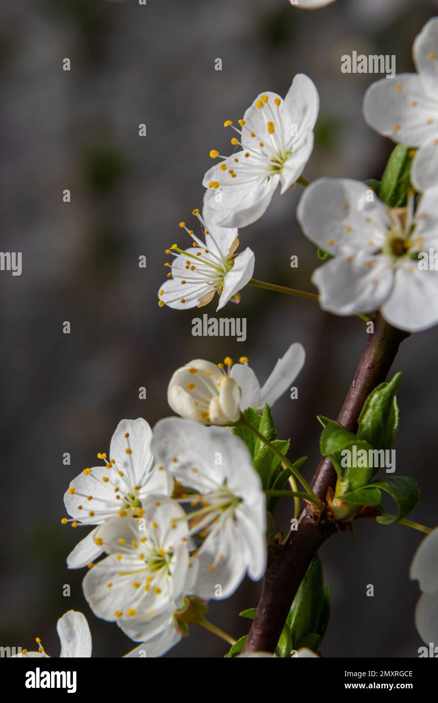 Cerisier fleuri dans le jardin de printemps. Gros plan de fleurs blanches sur un arbre. Arrière-plan du ressort. Banque D'Images