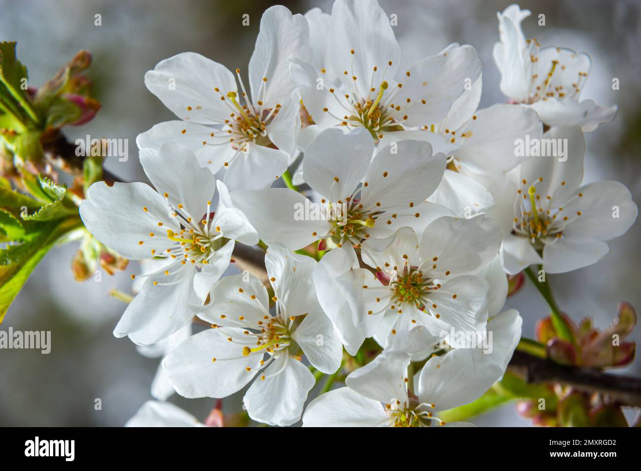 Attention sélective de belles branches de fleurs blanches de cerisier sur l'arbre sous ciel bleu, belles fleurs Sakura pendant la saison de printemps dans le parc, Banque D'Images