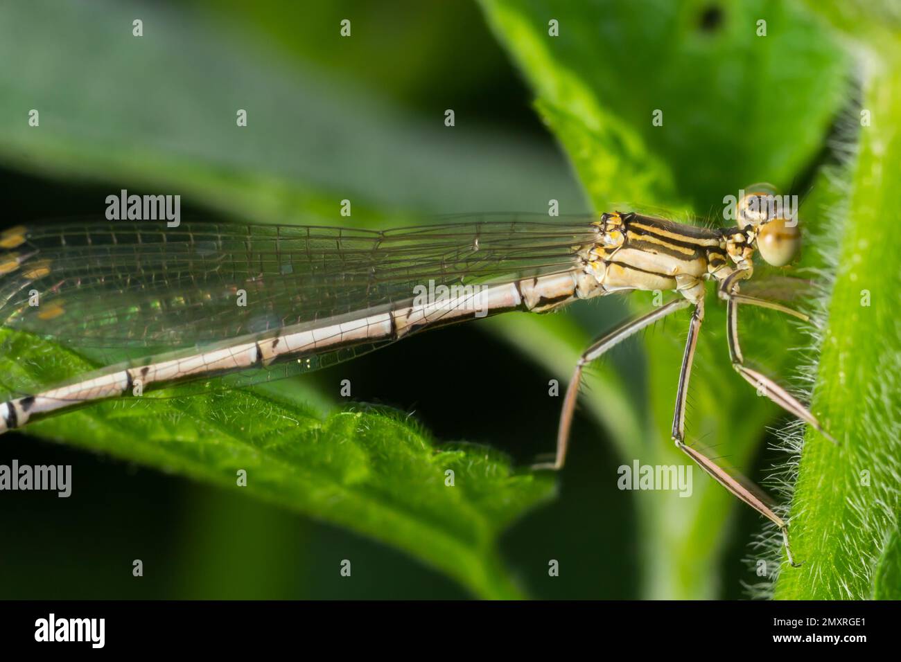 Femme à pattes blanches damselfly ou à pattes bleues, assise sur une fleur de chardon au coucher du soleil, gros plan. En attente de la proie. Genre espèce Platycnemis pennipes. Banque D'Images