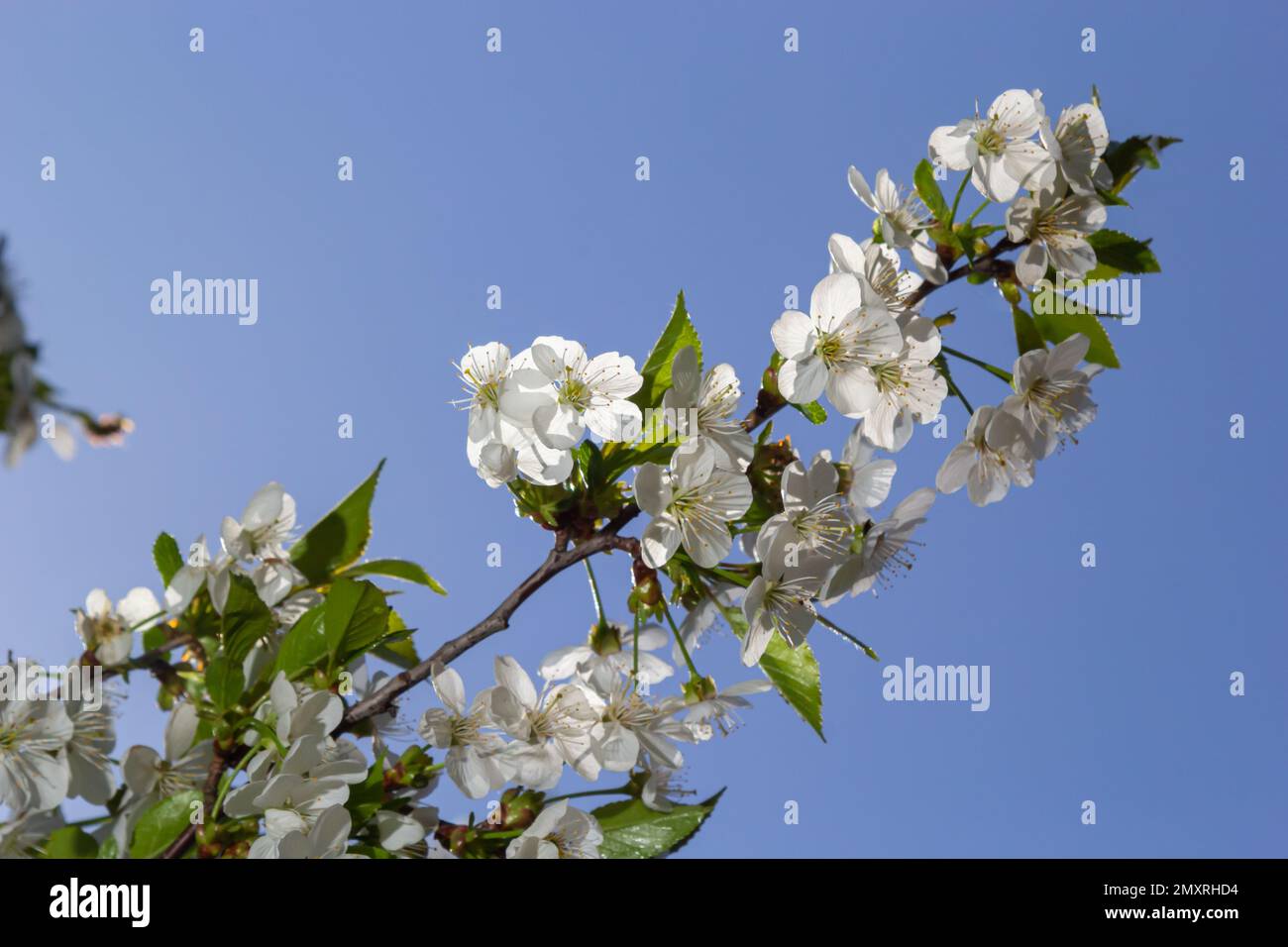 Cerisier fleuri dans le jardin de printemps. Gros plan de fleurs blanches sur un arbre. Arrière-plan du ressort. Banque D'Images
