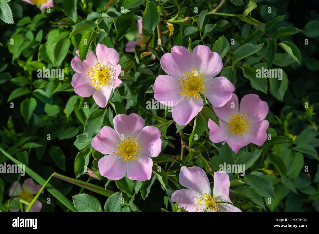 Rose chien Rosa canina fleurs rose clair en fleur sur les branches, magnifique arbuste sauvage à fleurs, feuilles vertes. Banque D'Images