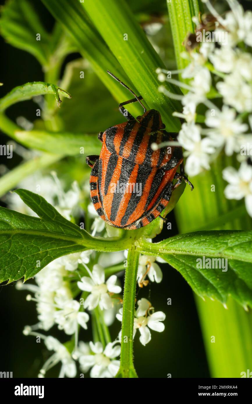 Insecte européen de Minsrel ou insecte italien de bouclier rayé, Graphosoma lineatum, escalade d'une bande d'herbe. Banque D'Images