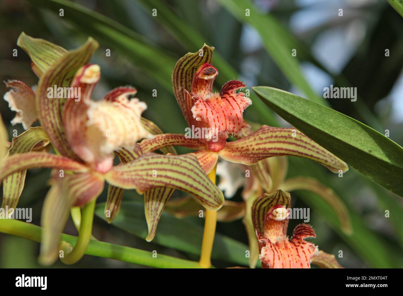 Orchidée de Cymbidium, tratyanum stourbridge en fleur. Banque D'Images