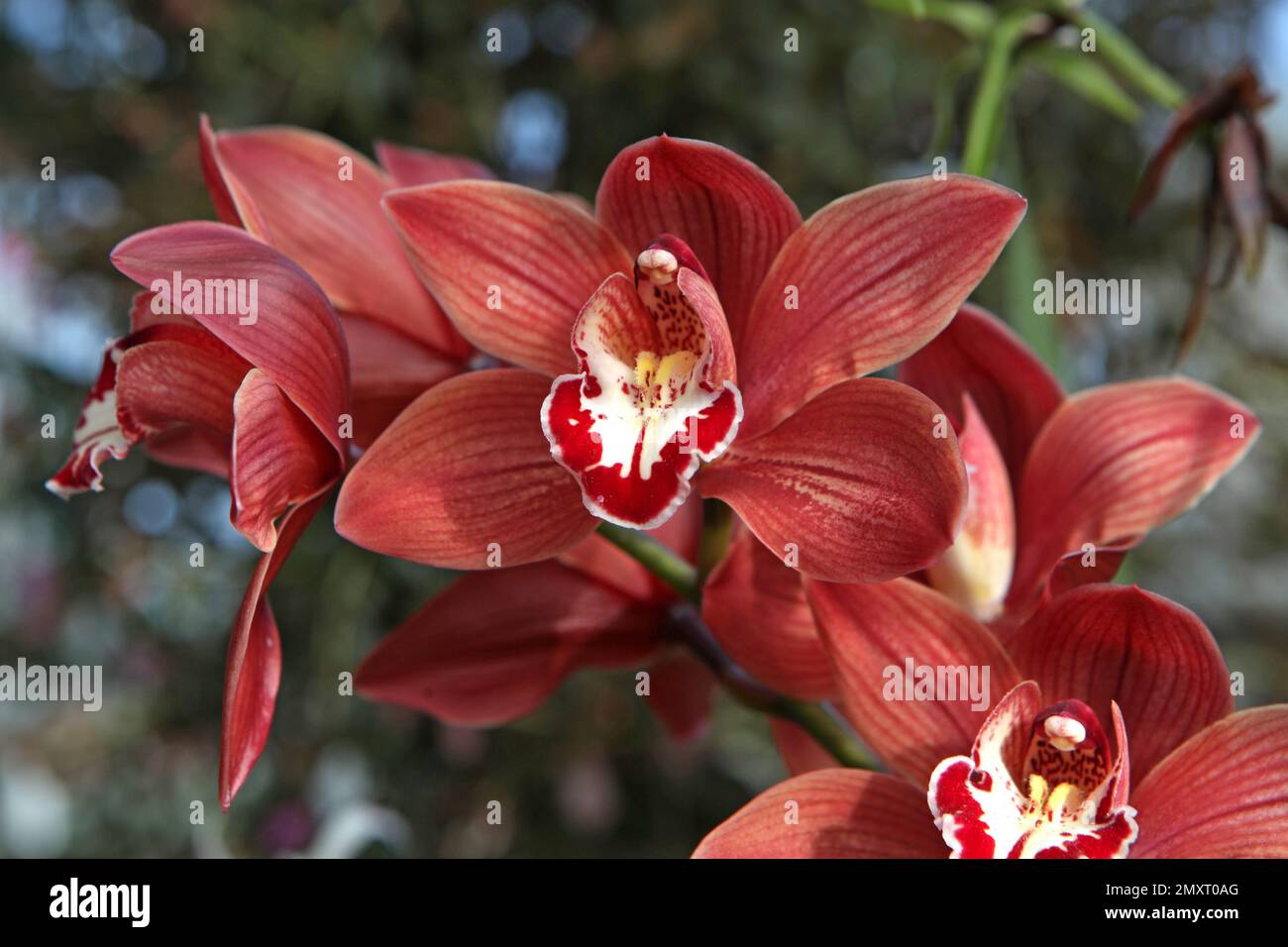 Orchidée Cymbidium Sandridge torche Cindy en fleur. Banque D'Images