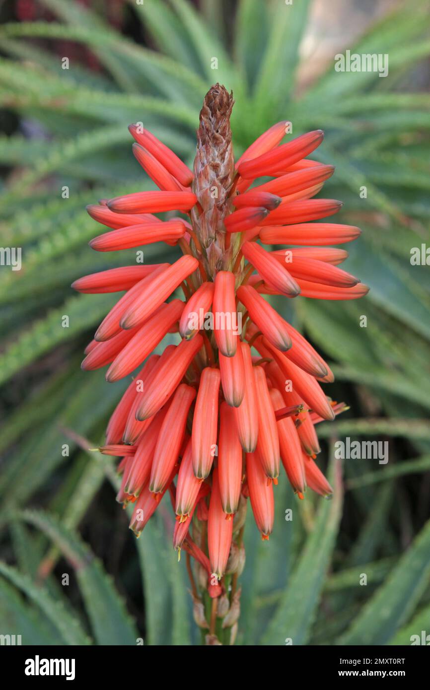 La fleur d'orange de la plante d'aloès épineux, Banque D'Images