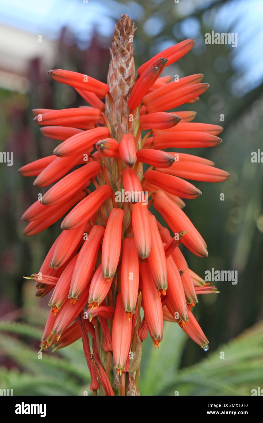 La fleur d'orange de la plante d'aloès épineux, Banque D'Images