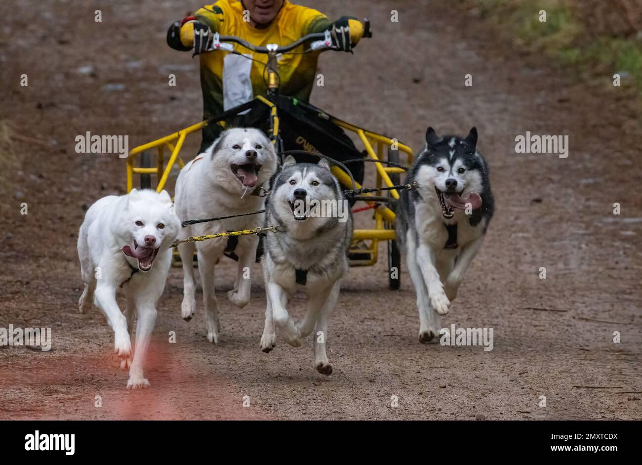Un homme sur une moto et quatre chiens, bersibérien Huskies le tirant dans un traîneau Banque D'Images