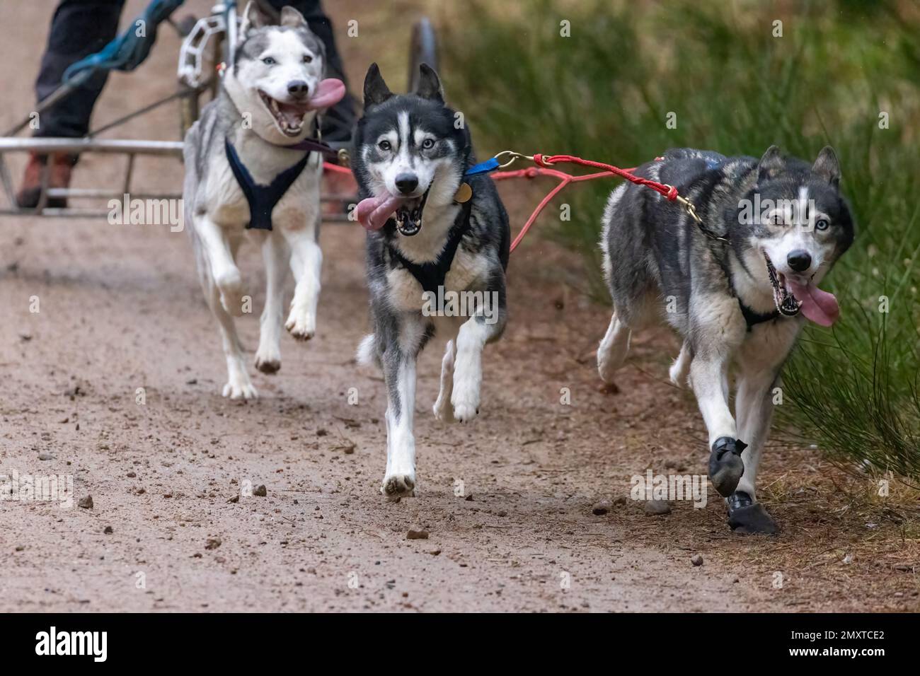 Un gros plan du groupe de chiens de traîneau, les Huskies de Sibérie tirant un chariot à quatre roues dans un traîneau Banque D'Images