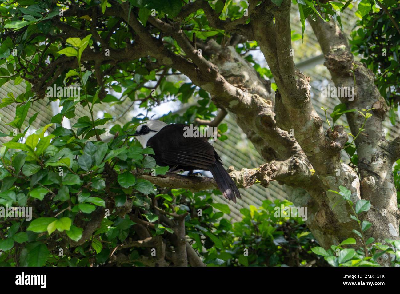 Un Perch délicat : un petit oiseau à tête blanche sur une branche d'arbre parmi les feuilles vertes Banque D'Images